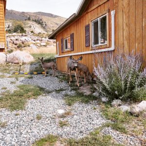 Yellowstone Lodge  Yellowstone Country Montana