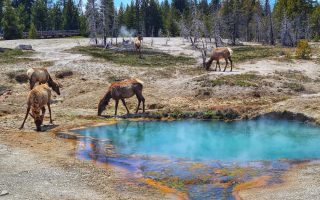 Why Gardiner, MT Should Be Your Basecamp for Visiting Yellowstone National Park