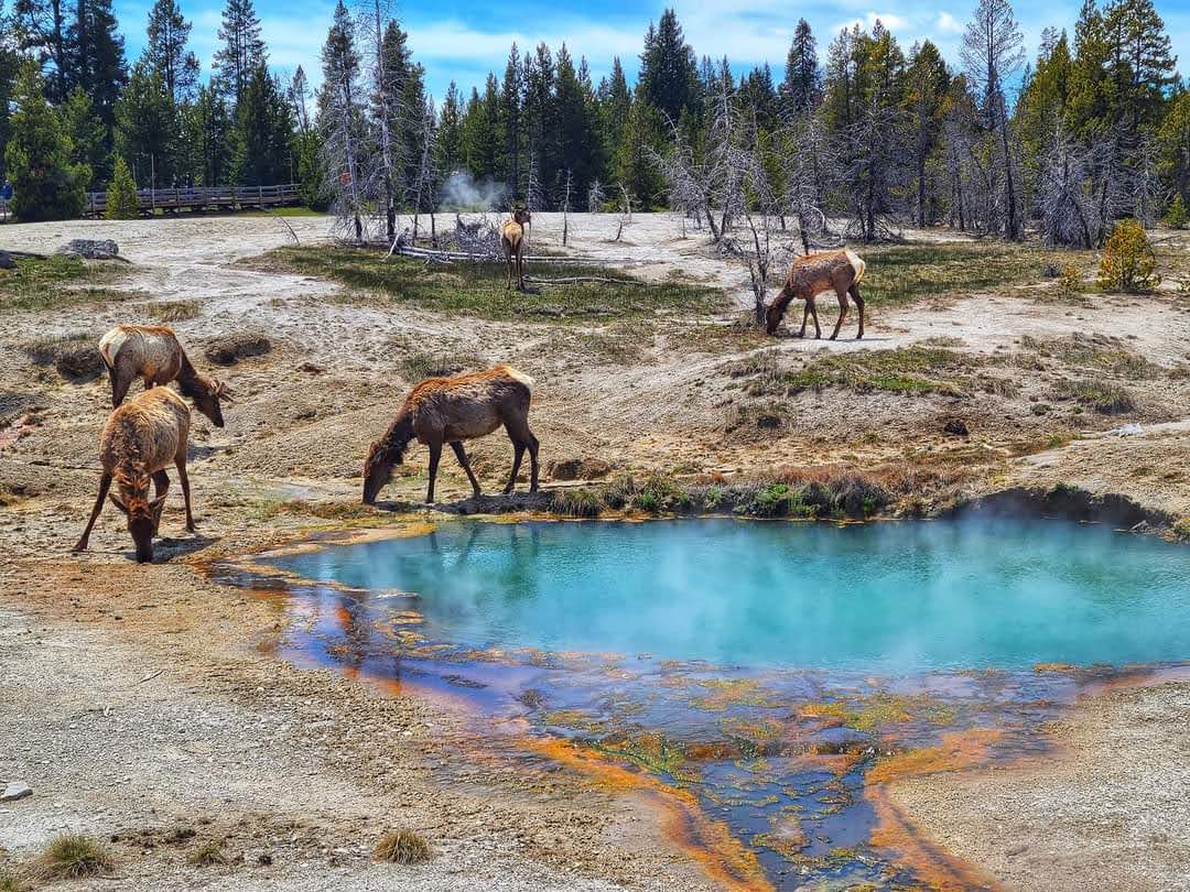 Why Gardiner, MT Should Be Your Basecamp for Visiting Yellowstone National Park