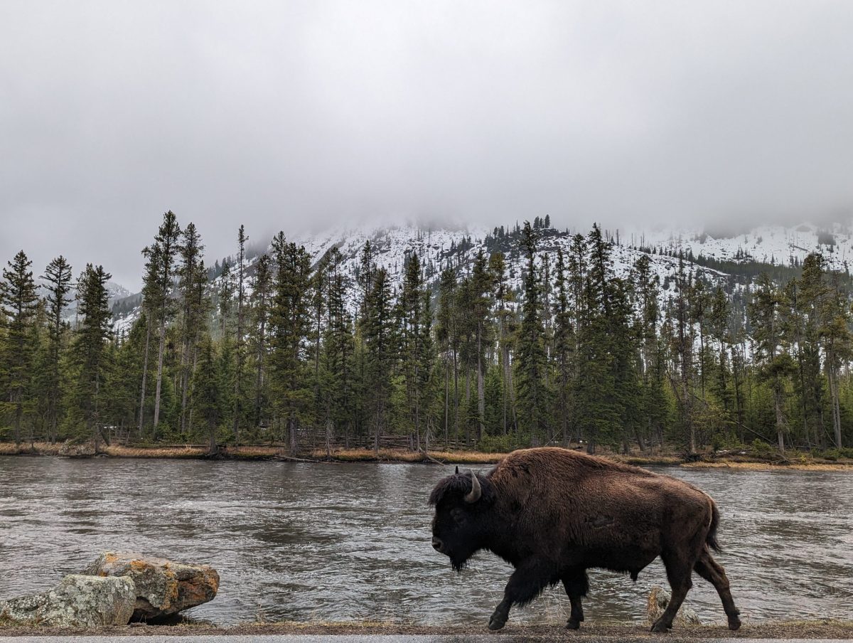 What to Do in Yellowstone in Winter and Where to Stay